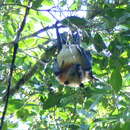 Image of Black-bearded Flying Fox