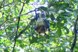 Image of Black-bearded Flying Fox