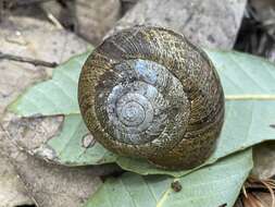 Image of <i>Helminthoglypta arrosa pomoensis</i> A. G. Smith 1938