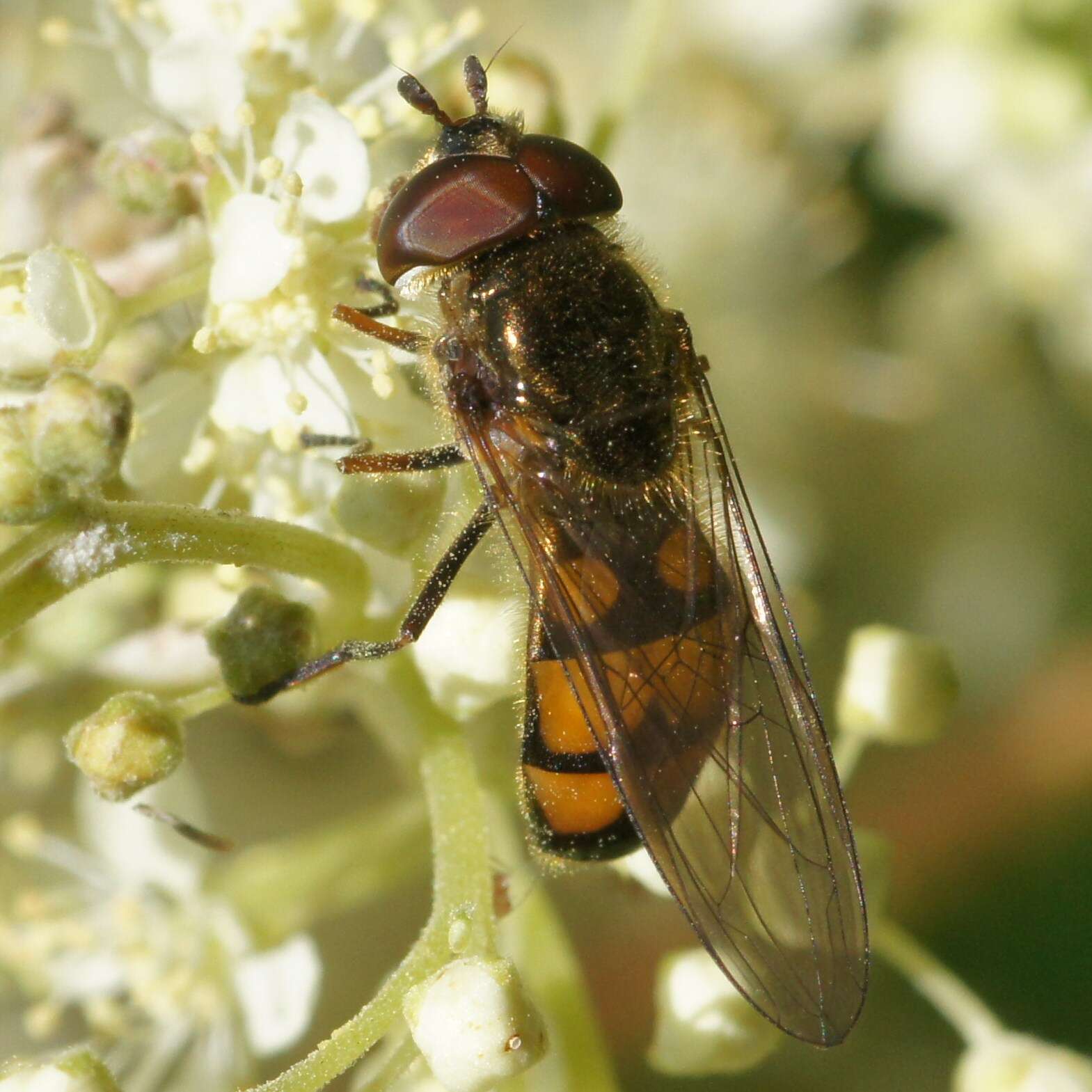 Слика од Xanthandrus comtus (Harris 1780)