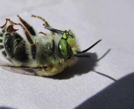 Image de Anthophora californica Cresson 1869