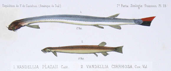 Image of Candiru