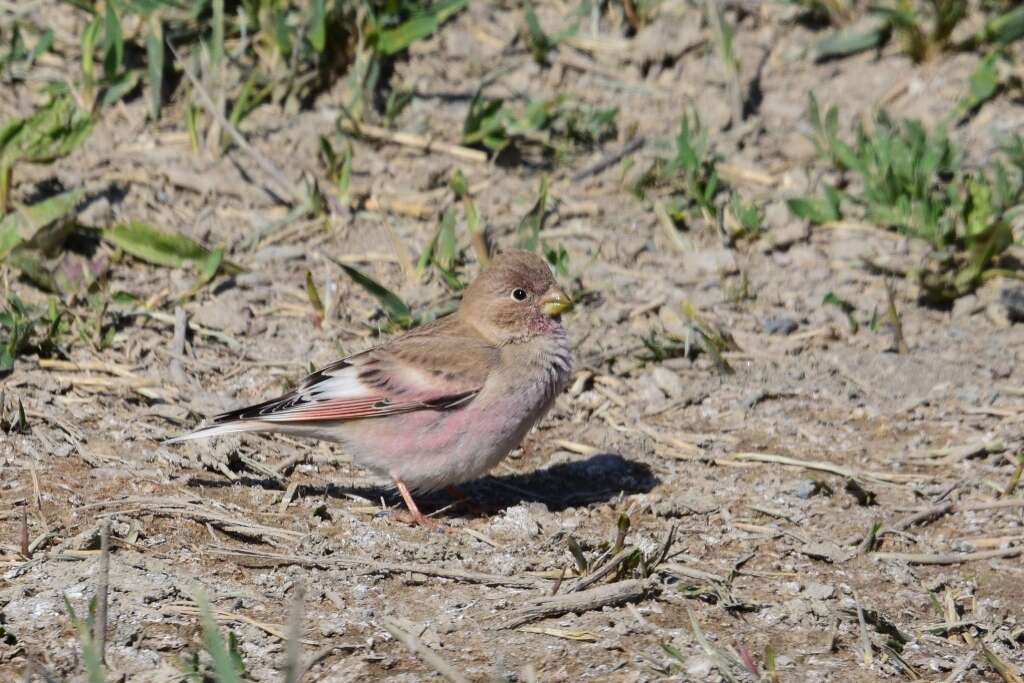 Image of Mongolian Finch