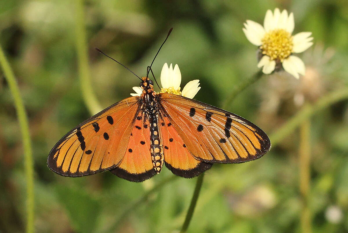 Acraea nohara Boisduval 1847的圖片