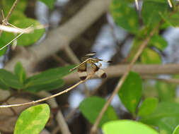 Image of Pied Paddy Skimmer