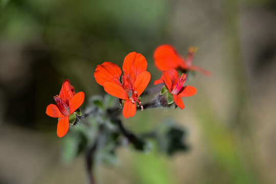 Image of Scarlet pelargonium