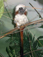 Image of cotton-top tamarin