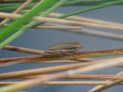 Image de Litoria olongburensis Liem & Ingram 1977