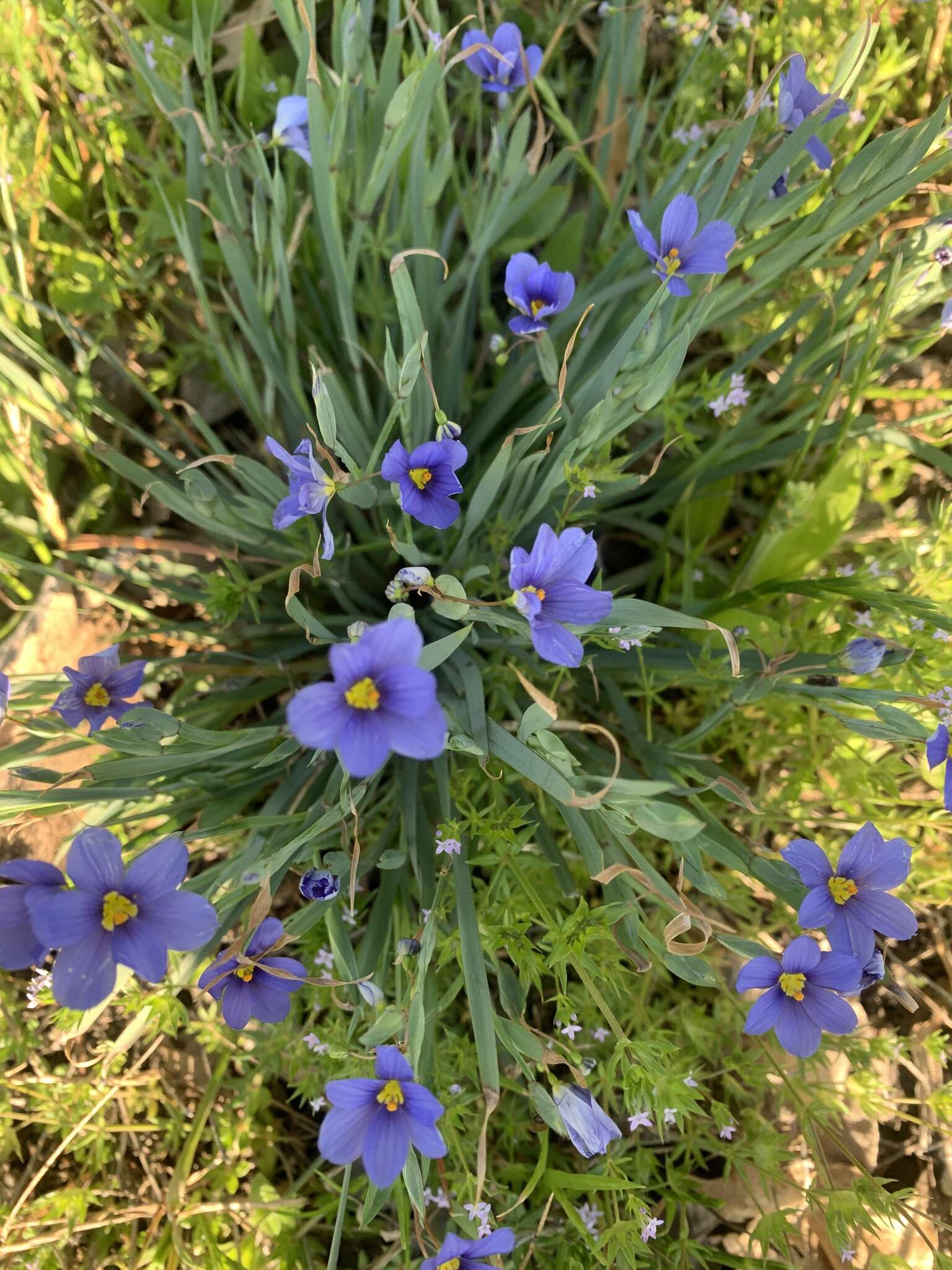 Image of swordleaf blue-eyed grass