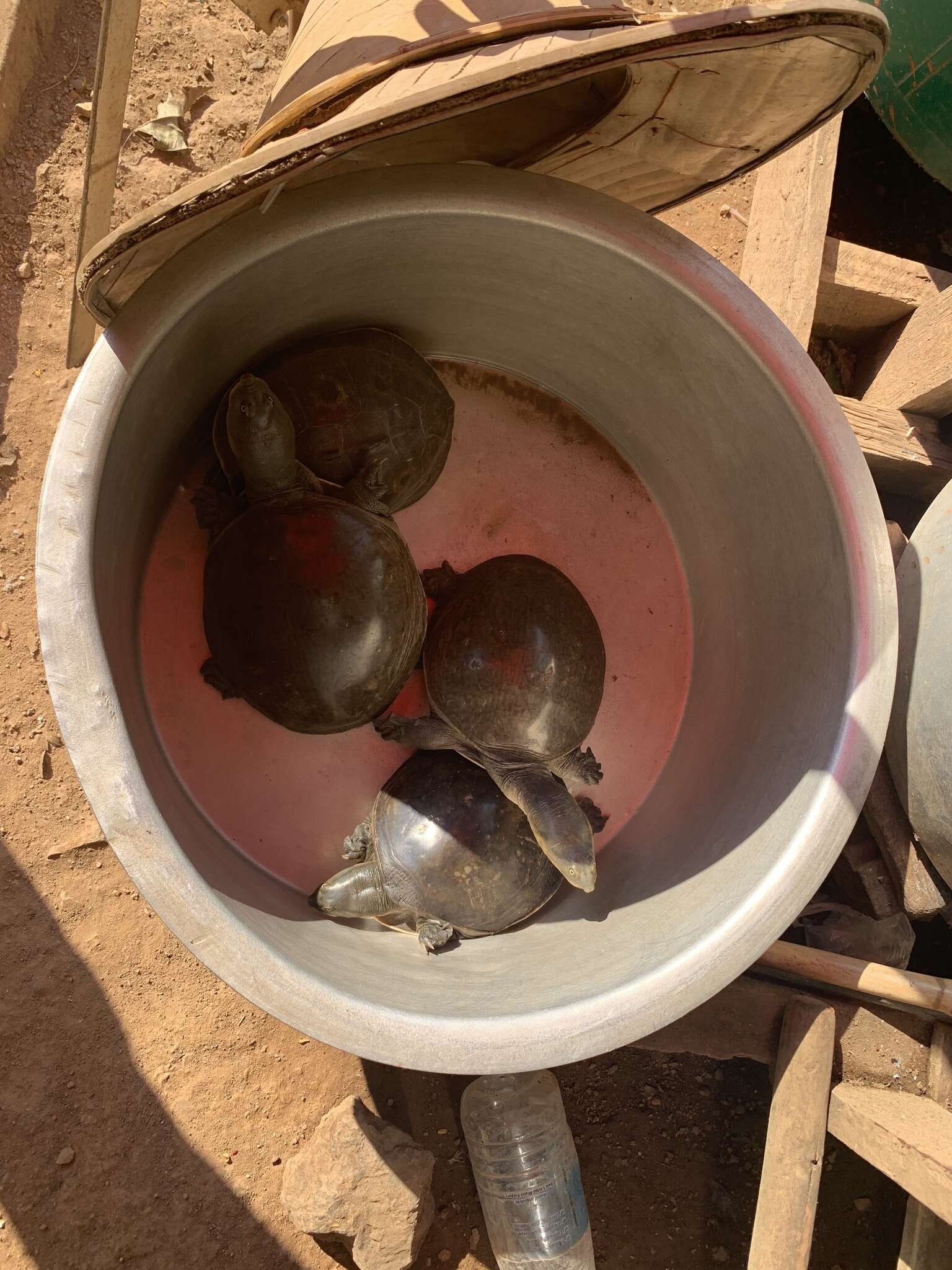 Image of Burmese Flapshell Turtle