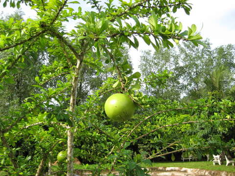 Crescentia cujete L. resmi