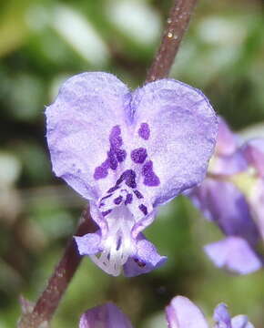 صورة Plectranthus fruticosus L'Hér.