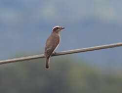 Image de Tephrodornis Swainson 1832