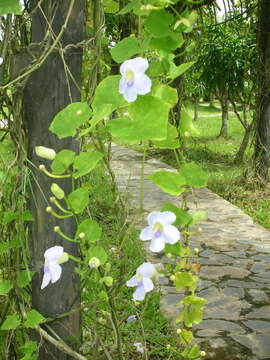 Image of Bengal clock vine