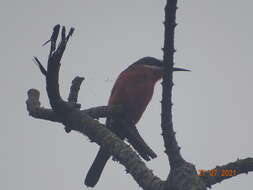 Image of Rosy Bee-eater