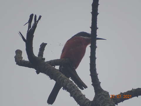 Image of Rosy Bee-eater