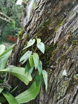 Imagem de Pleurothallis correllii Luer