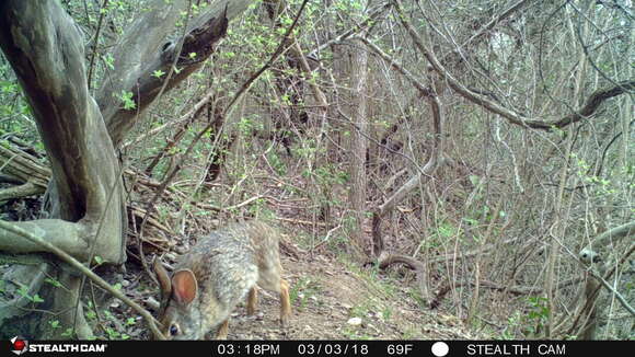 Image of Swamp Rabbit