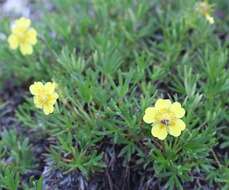 Imagem de Potentilla biflora Willd. ex Schltdl.