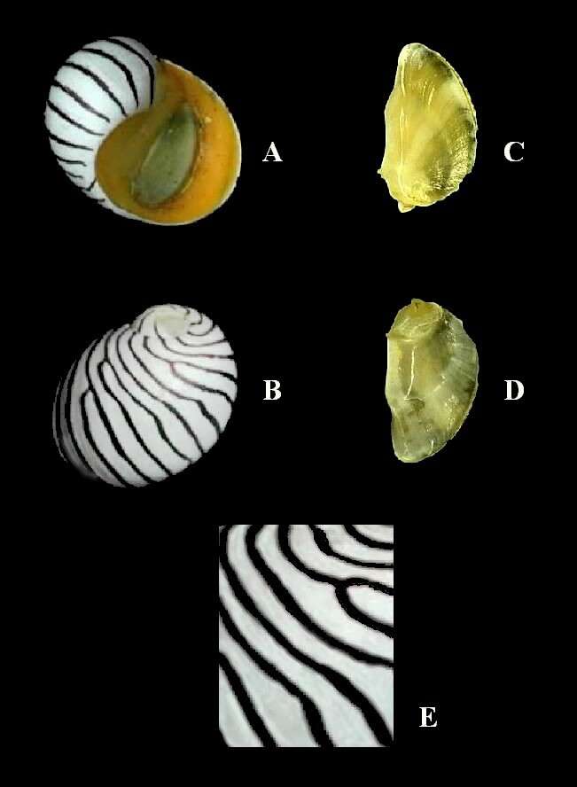 Image of Zebra nerite