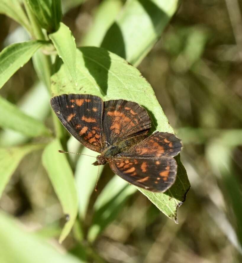 Image of Ortilia velica Hewitson 1864