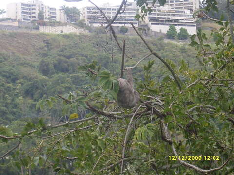 Image of Pale-throated Sloth