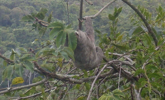 Image of Pale-throated Sloth