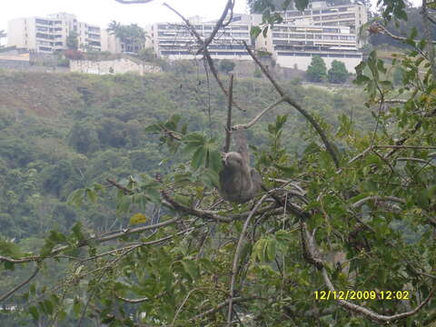 Image of Pale-throated Sloth