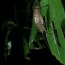 Image of Onychopygia brachyptera Cadena-Castañeda & Monzón-Sierra 2014