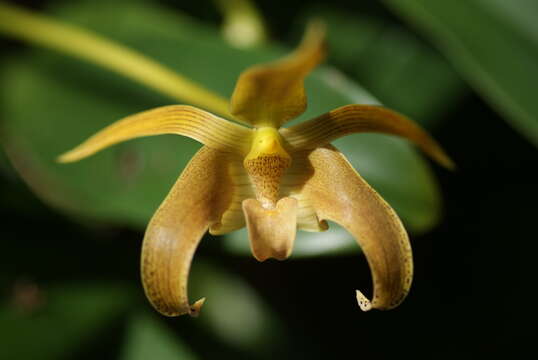 Imagem de Bulbophyllum lobbii Lindl.