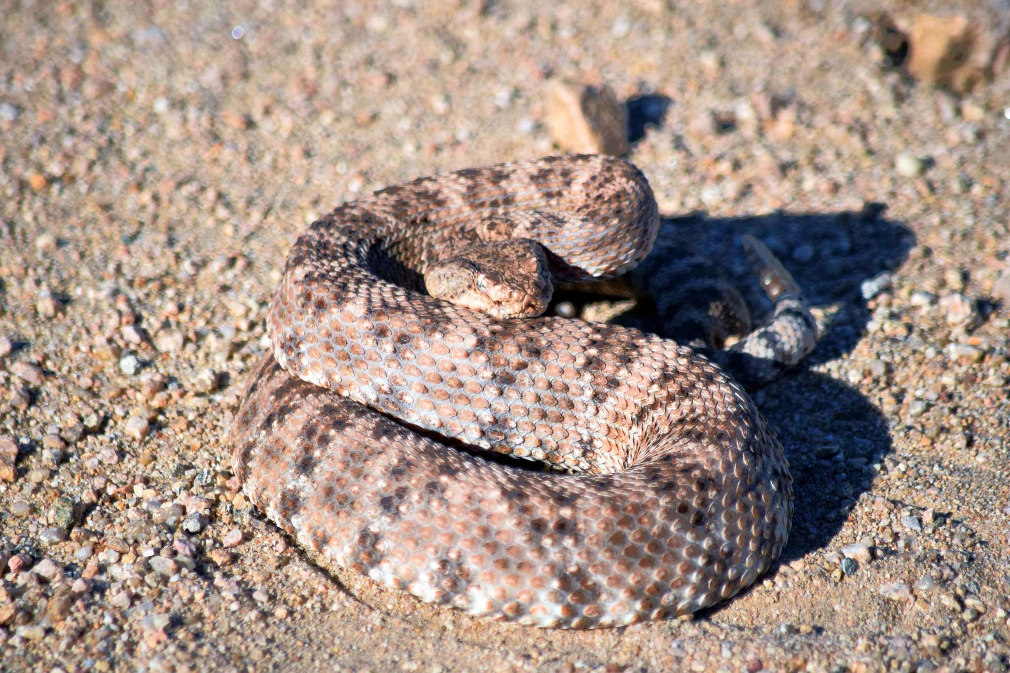 Image of Crotalus pyrrhus (Cope 1867)