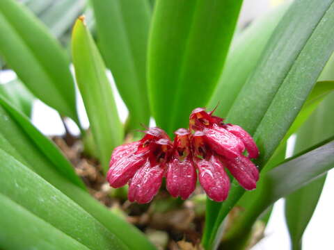 Image of Bulbophyllum corolliferum J. J. Sm.