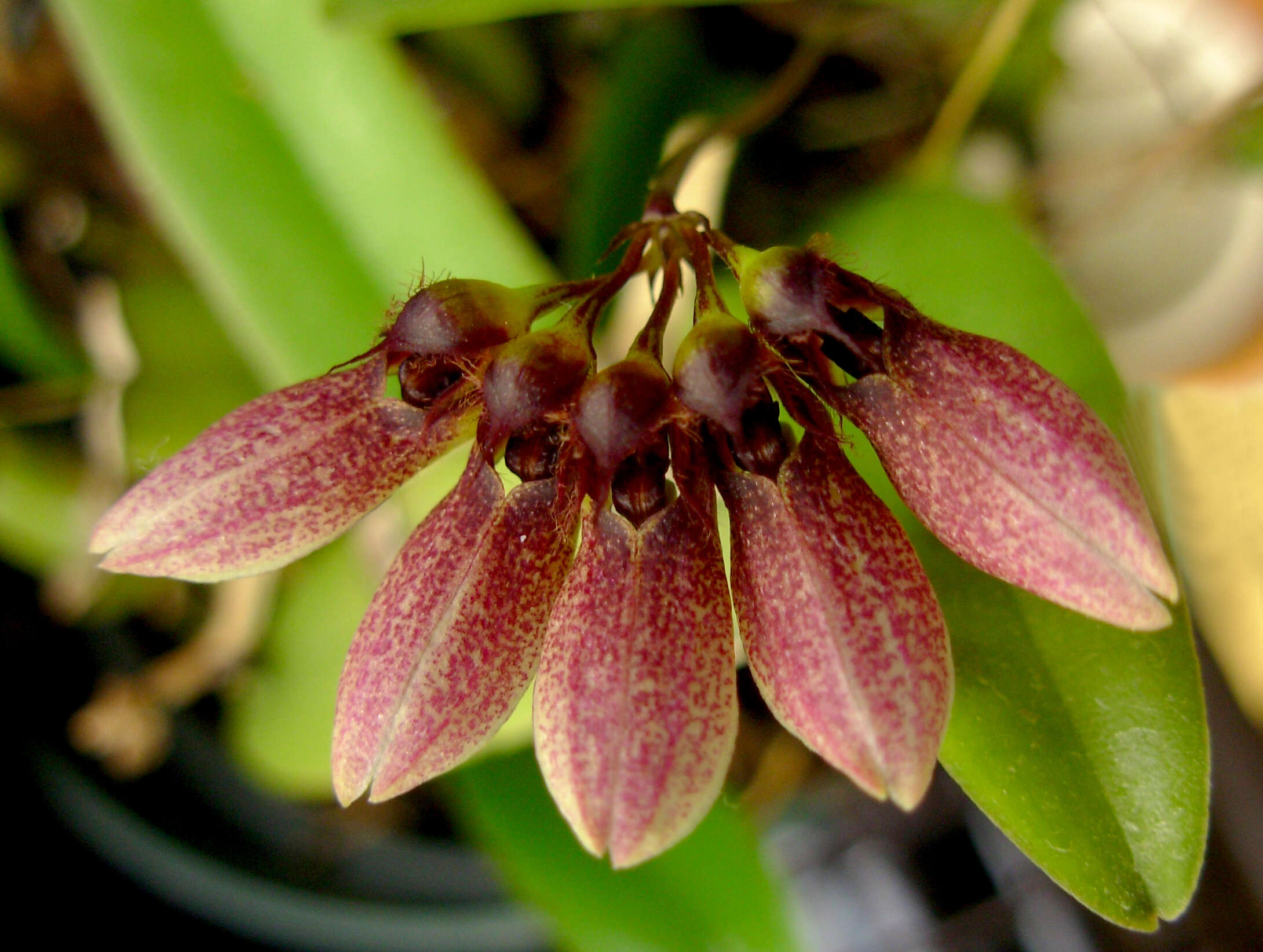 Bulbophyllum flabellum-veneris (J. Koenig) Aver.的圖片