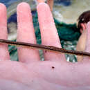 Image of Chain pipefish