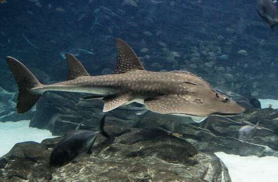 Image of bowmouth guitarfish