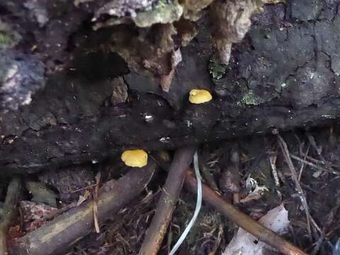 Image de Chrysomphalina aurantiaca (Peck) Redhead 1987