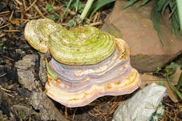 Image of lingzhi mushroom