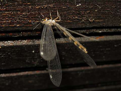 Image de Myrmeleon (Myrmeleon) immaculatus De Geer 1773