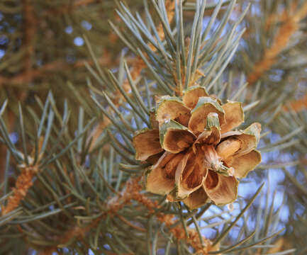 Image of singleleaf pinyon