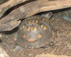 Image of American Box Turtle