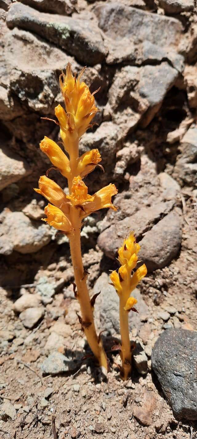 Imagem de Orobanche laxissima Uhlich & Rätzel