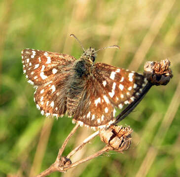 Image of Grizzled skipper