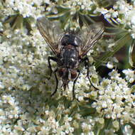 Image of Linnaemya tessellata (Brooks 1944)