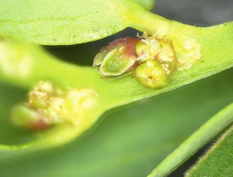 Image of Bird-Seed Leaf-Flower