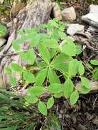 Image of Euphorbia carniolica Jacq.