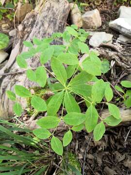 Image of Euphorbia carniolica Jacq.