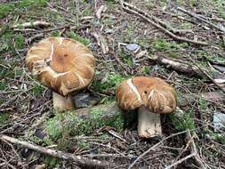 Image of Russula senecis S. Imai 1938