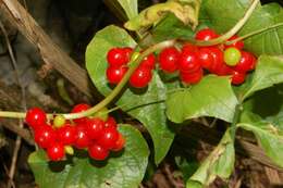 Image of Dioscorea communis (L.) Caddick & Wilkin