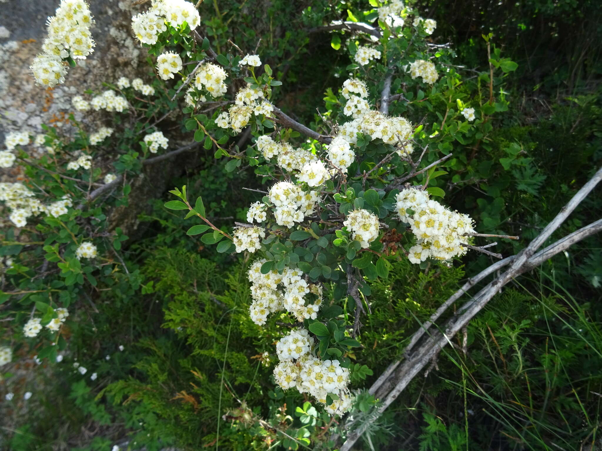 Image of Spiraea lasiocarpa Kar. & Kir.