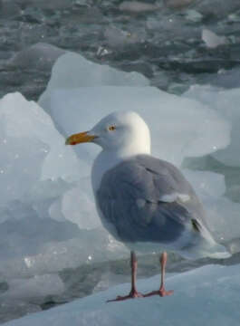 Image of Glaucous Gull